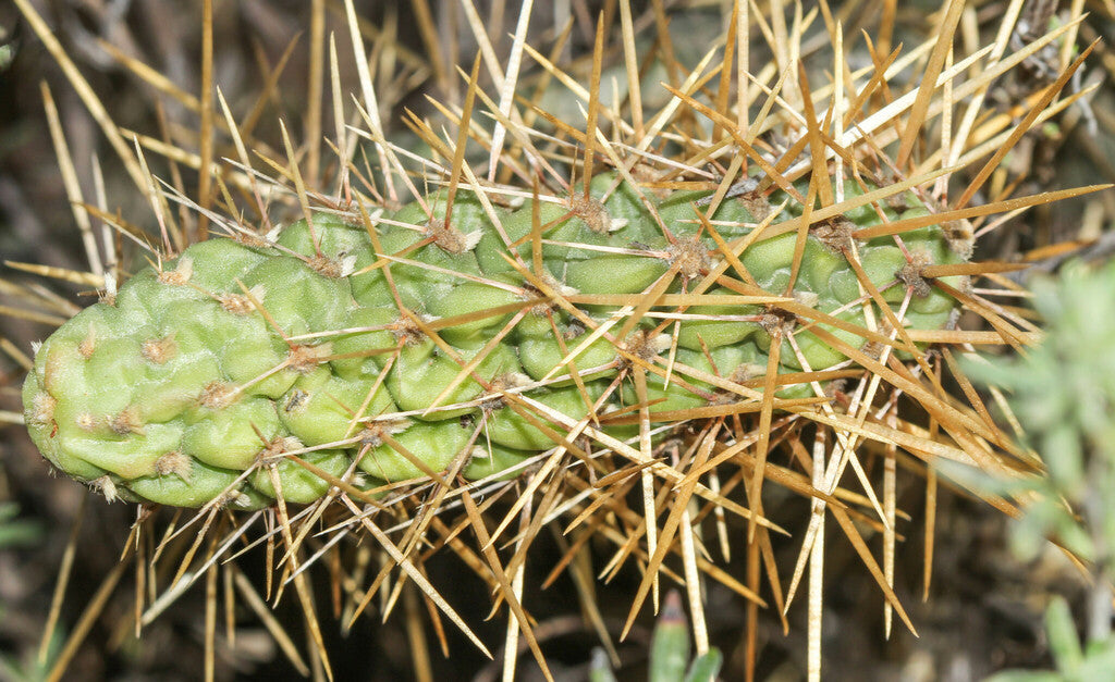 Coast Cholla Prints