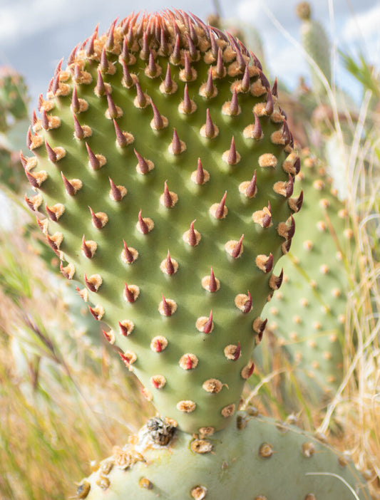 Bakersfield Cactus Prints