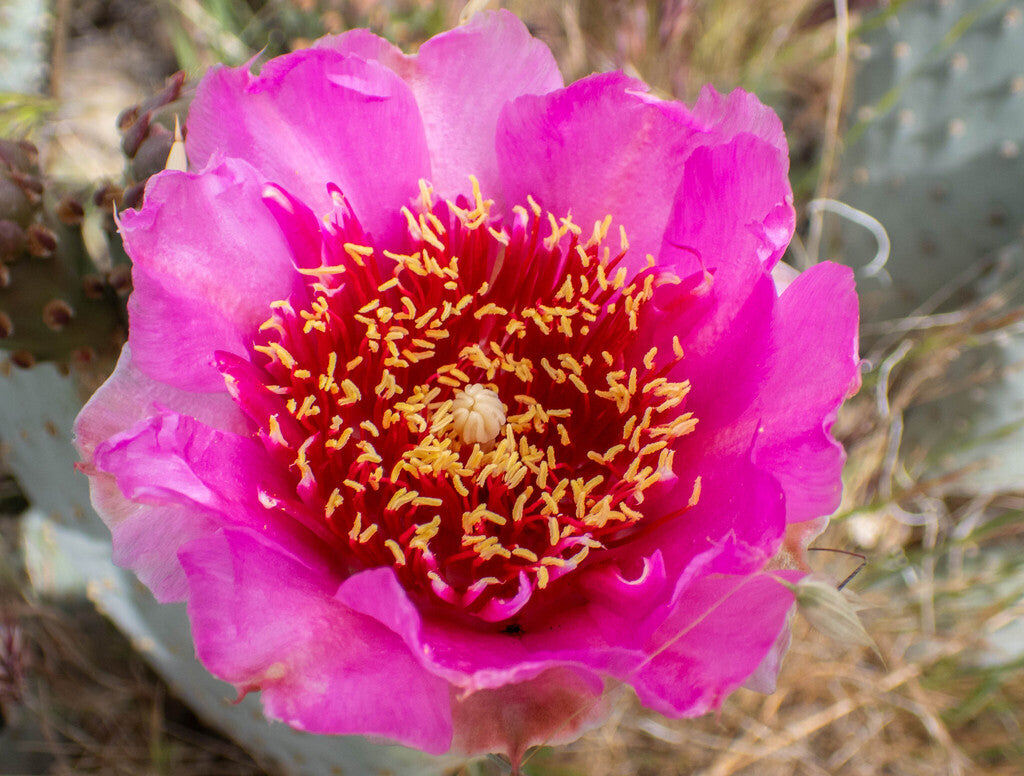 Bakersfield Cactus Prints