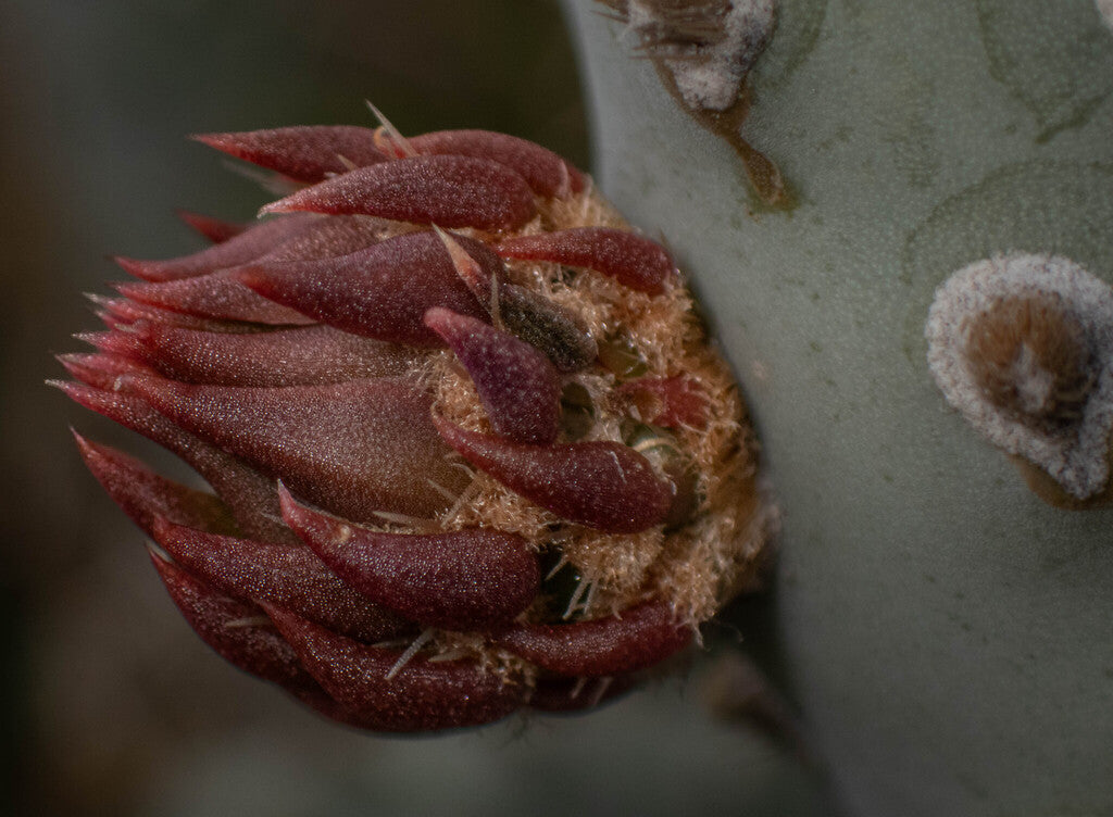 Bakersfield Cactus Prints