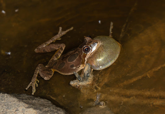 Pacific Chorus Frog Prints