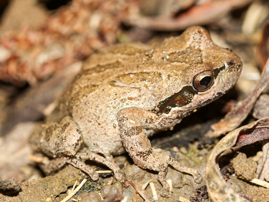 Pacific Chorus Frog Prints