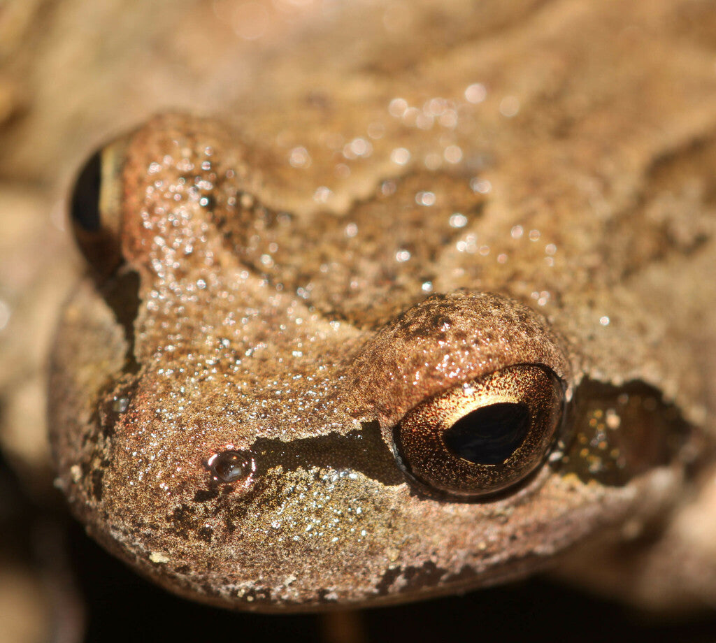 Pacific Chorus Frog Prints