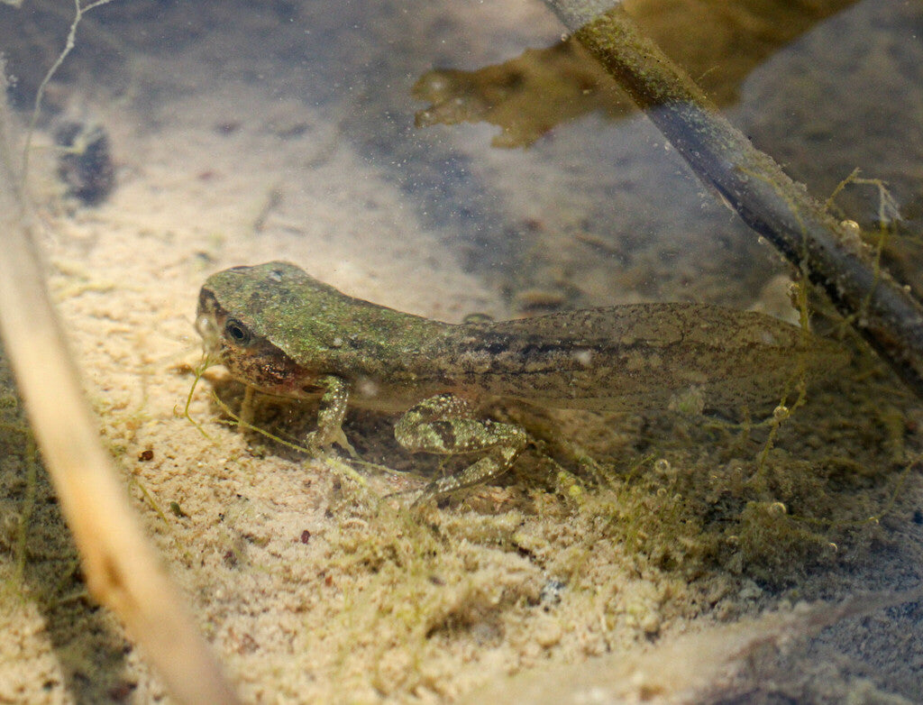 Pacific Chorus Frog Prints