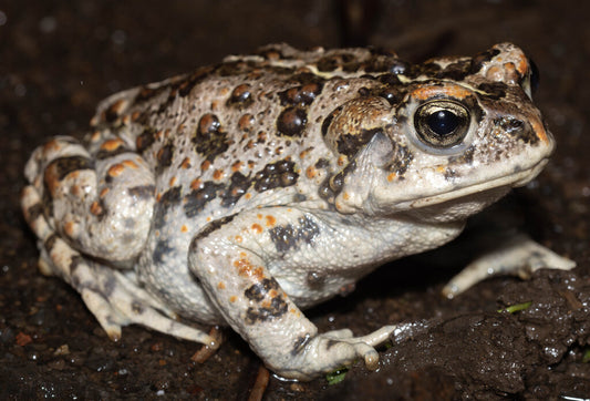 Western Toad Prints