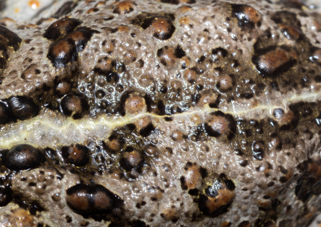 Western Toad Prints