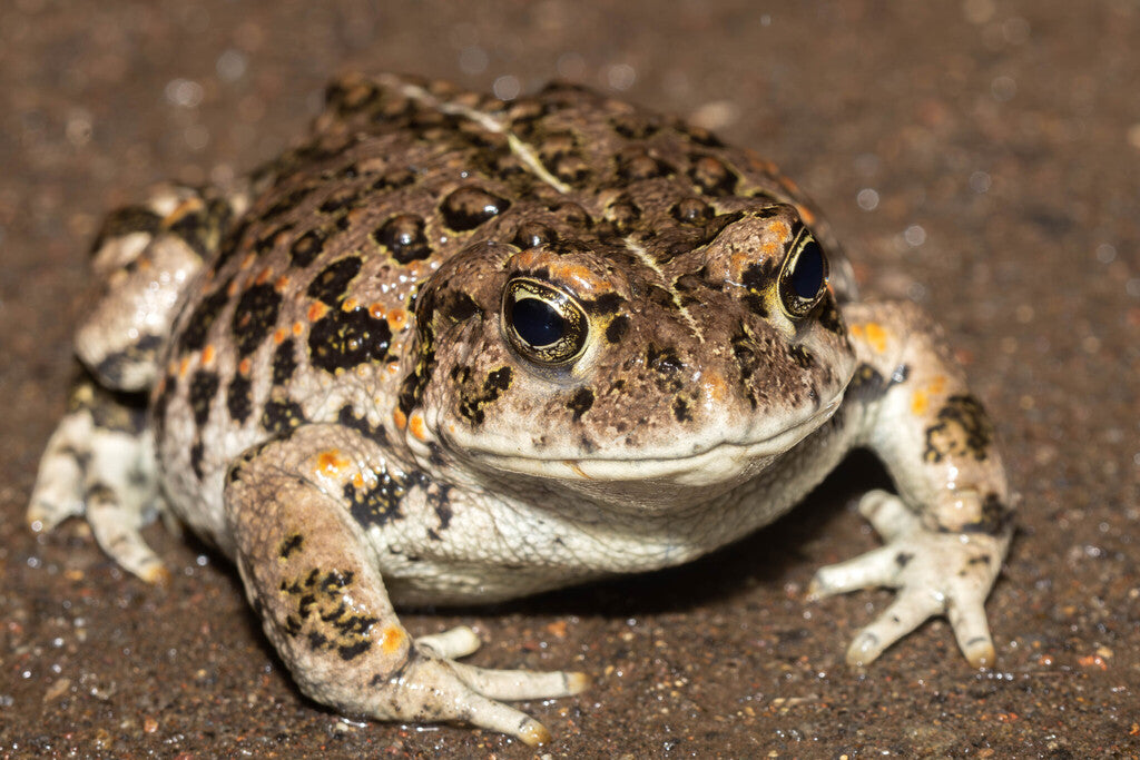 Western Toad Prints