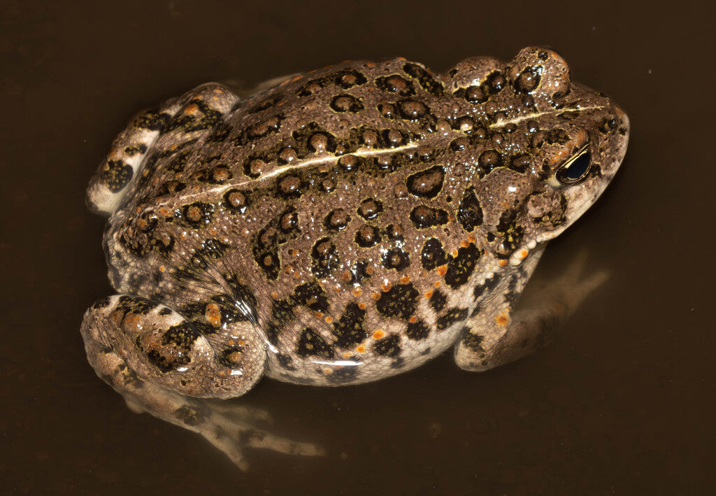 Western Toad Prints