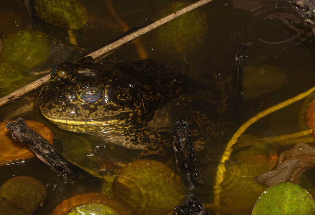 American Bullfrog Prints