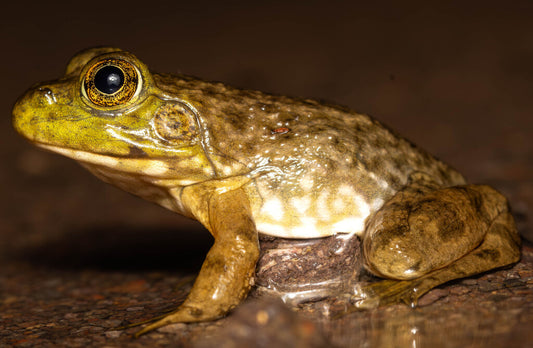 American Bullfrog Prints