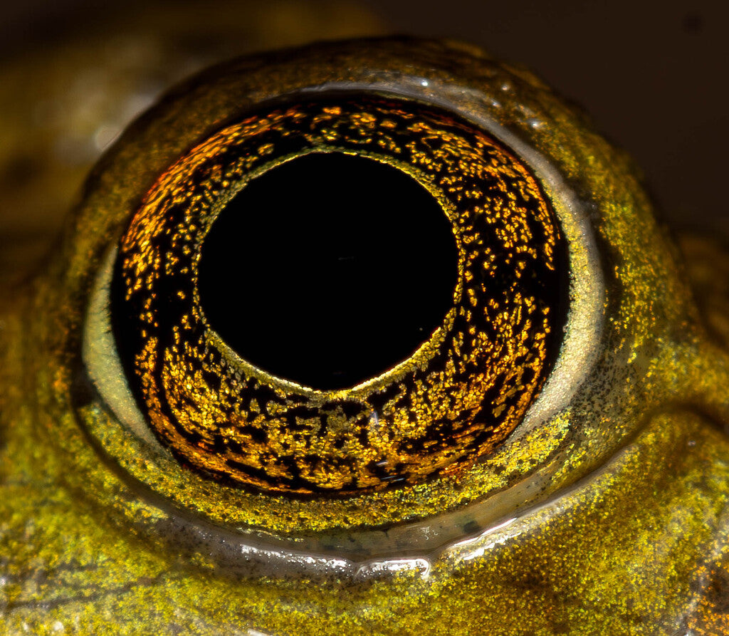 American Bullfrog Prints