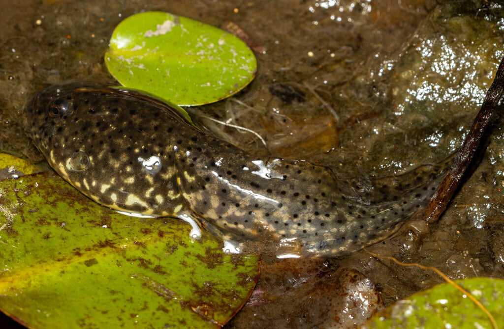 American Bullfrog Prints