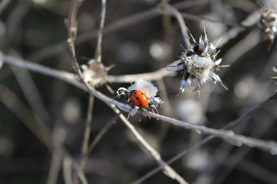 Seven Spotted Lady Beetle Prints