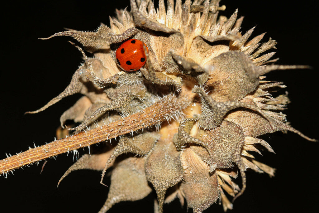 Seven Spotted Lady Beetle Prints
