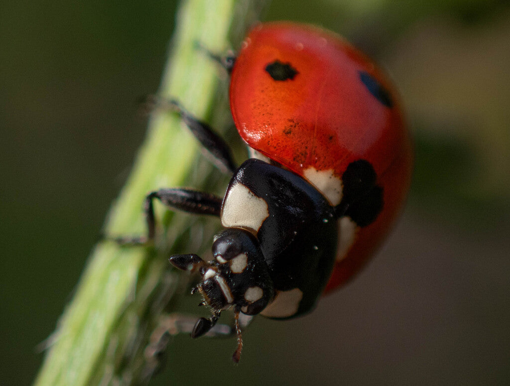 Seven Spotted Lady Beetle Prints