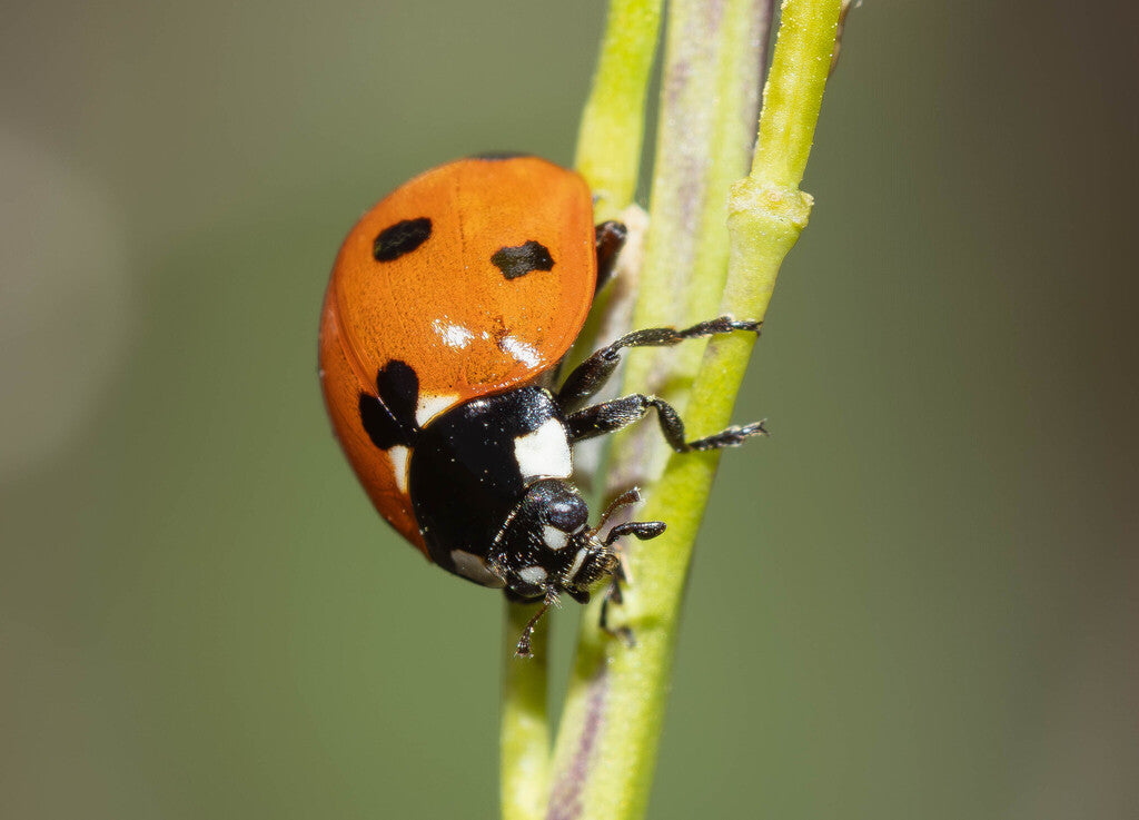 Seven Spotted Lady Beetle Prints