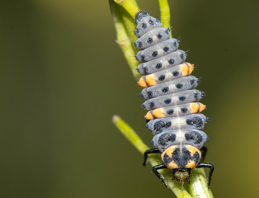 Seven Spotted Lady Beetle Prints