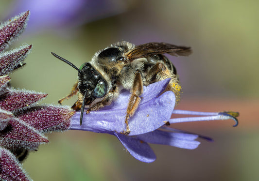 Genus Melissodes Prints