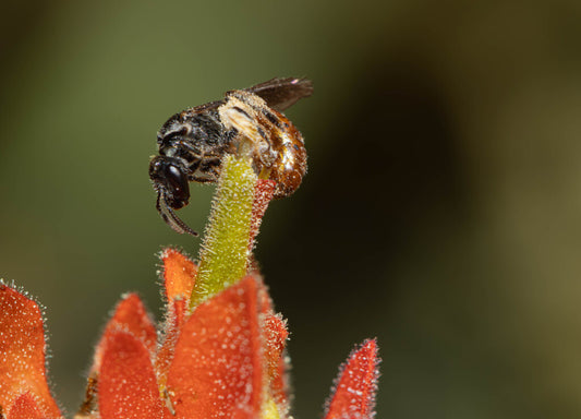 Oval-headed Sweat Bee Prints
