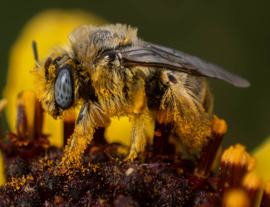 Genus Diadasia Prints