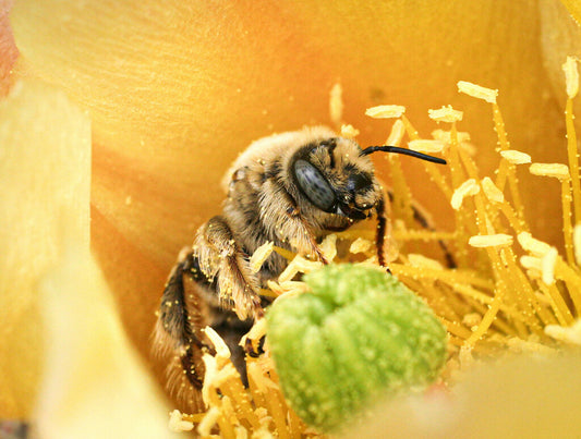 Cactus Chimney Bee Prints
