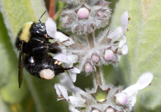 California Bumble Bee Prints