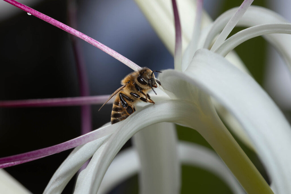 Western Honey Bee Prints