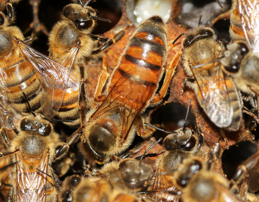 Western Honey Bee Prints