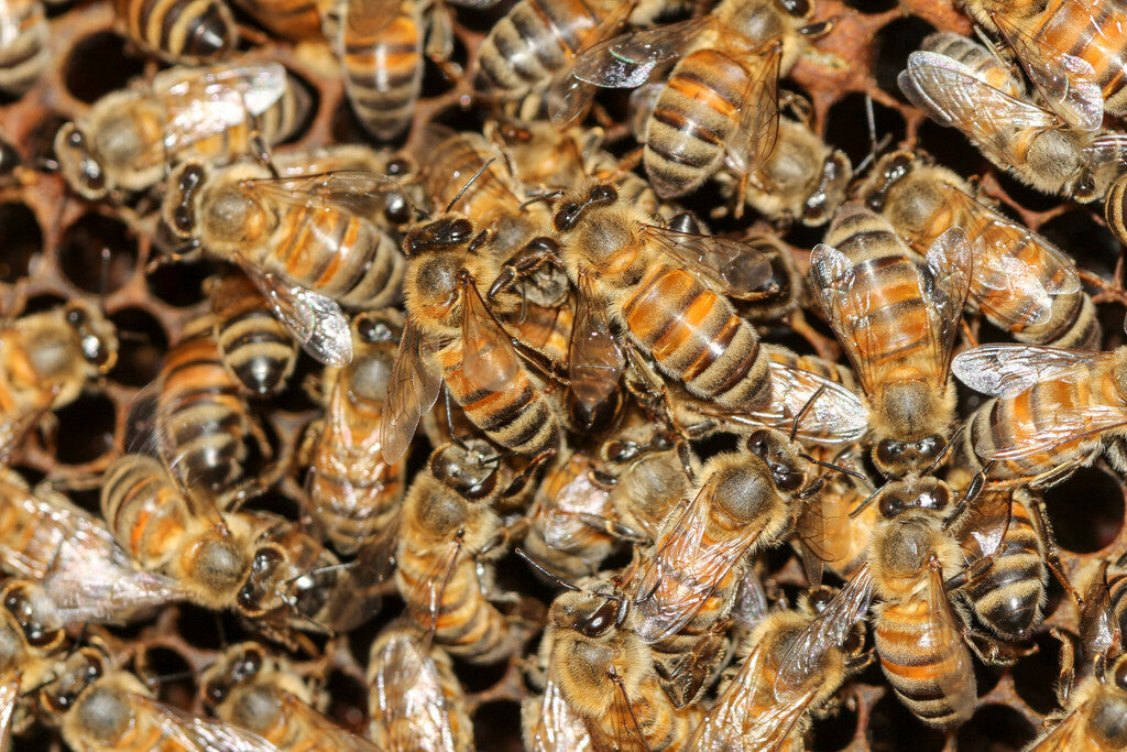 Western Honey Bee Prints