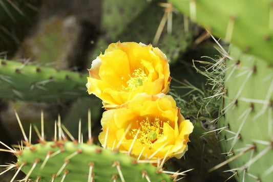 Coastal Pricklypear Prints