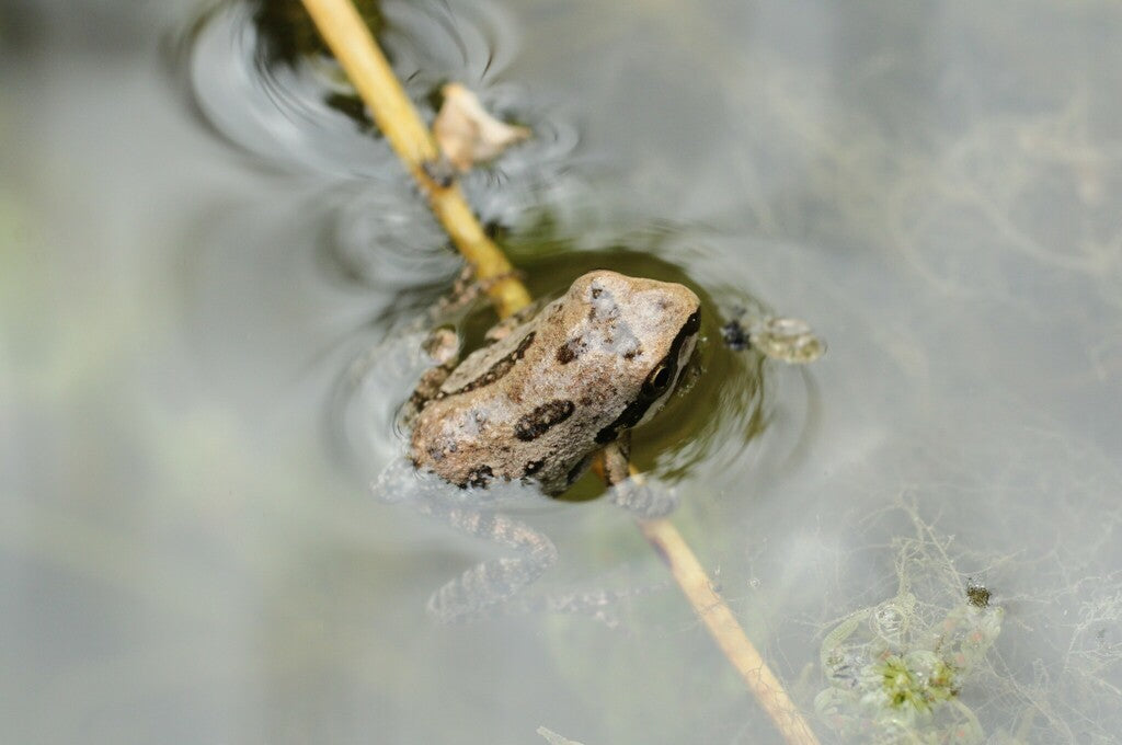 Pacific Chorus Frog Prints