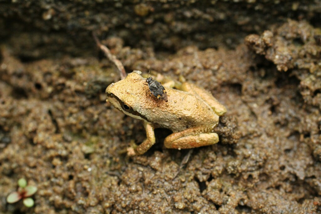 Pacific Chorus Frog Prints