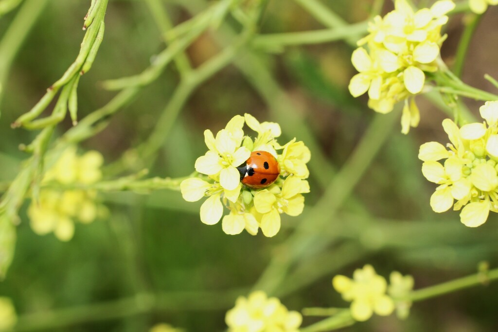 Seven Spotted Lady Beetle Prints